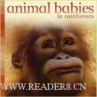  Animal Babies in Rainforests