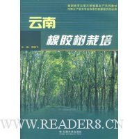 云南橡胶树栽培