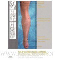  Lower Limb Anatomy, Palpation & Surface Markings