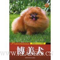 博美犬:灵动de艺术品