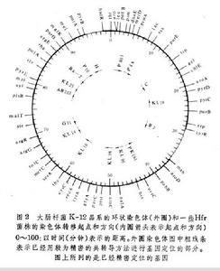 ϸӺ