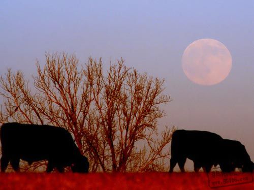 ��������ר�⣺��Ы�����������ƴ����