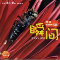 昆虫秘密世界写真:瞬间