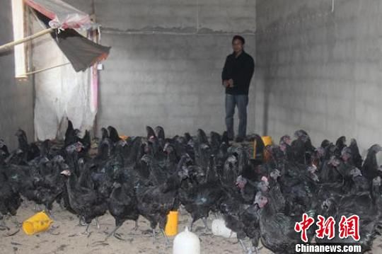 徐永生与他所养殖的黑鸡。 蒲正兵 摄