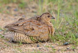 �μ�������ʲô��˼