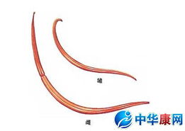 �μ��׳���ʲô��˼