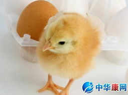 �μ�С����ʲô��˼