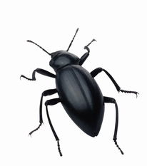 �μ�������ʲô��˼