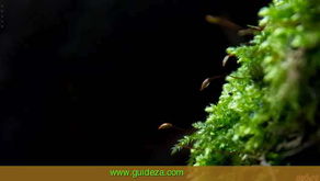 �μ�������ʲô��˼