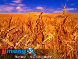 �μ����׹ȿ�������ʲô��˼