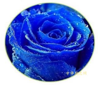 道歉情书 求她原谅我的话