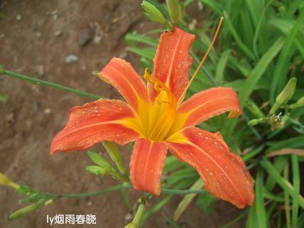 诗意生活:行走在洛阳隋唐遗址植物园作文