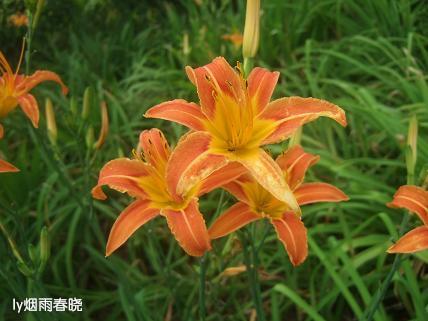 诗意生活:行走在洛阳隋唐遗址植物园作文