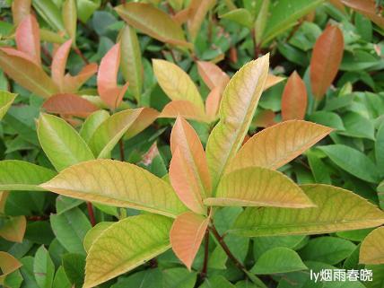 诗意生活:行走在洛阳隋唐遗址植物园作文