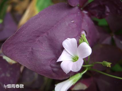 诗意生活:行走在洛阳隋唐遗址植物园作文