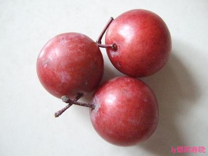 诗意生活:行走在洛阳隋唐遗址植物园作文