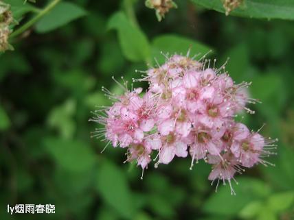 诗意生活:行走在洛阳隋唐遗址植物园作文