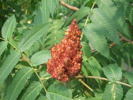 诗意生活:行走在洛阳隋唐遗址植物园作文