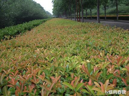 诗意生活:行走在洛阳隋唐遗址植物园作文