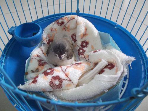 马路奇遇“毛毛球”作文