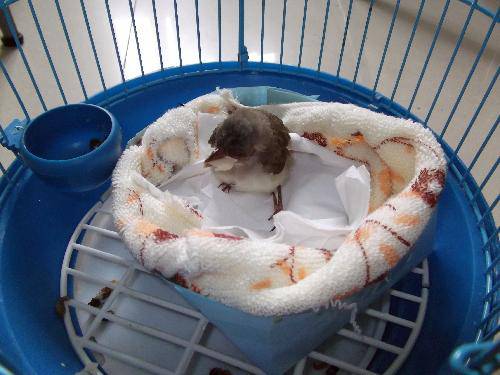 马路奇遇“毛毛球”作文