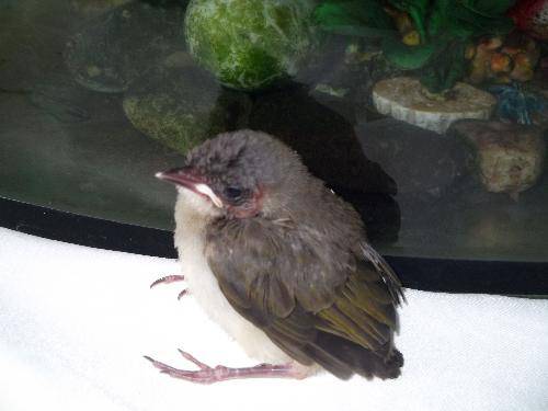 马路奇遇“毛毛球”作文