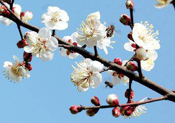 梅花【仿写课文《落花生》】作文