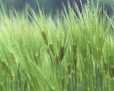 师生共读一本书 谱写青春畅想曲(四)作文