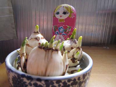 养水仙花观察记录作文