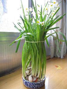 养水仙花观察记录作文