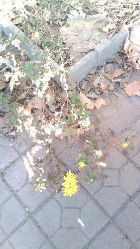 向一株菊花学习作文