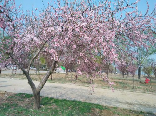 行走在希望的田野上作文