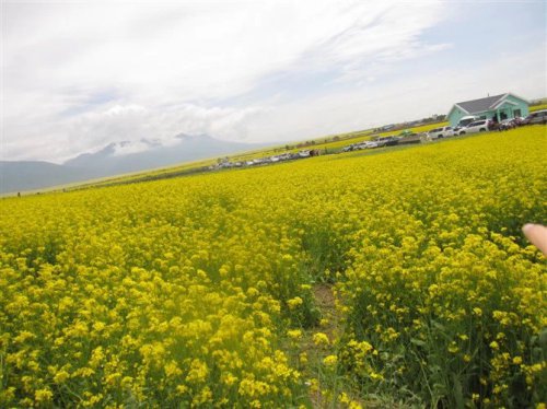 花海,我在这里遇见了你(博谈客论)作文
