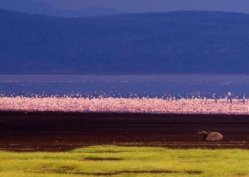 小角马历险记(一)作文
