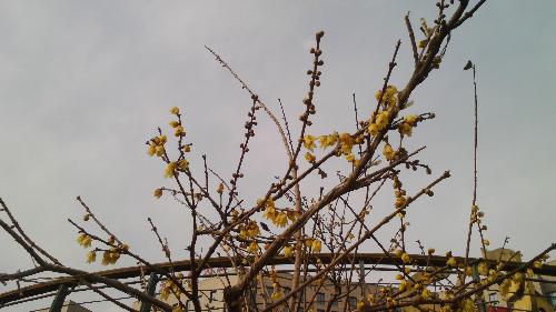 强者的另一种姿态作文