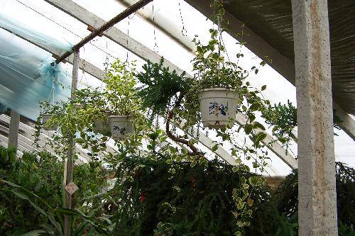 花房里的小春天作文