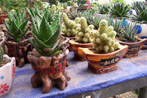 花房里的小春天作文