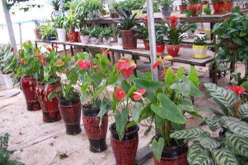 花房里的小春天作文