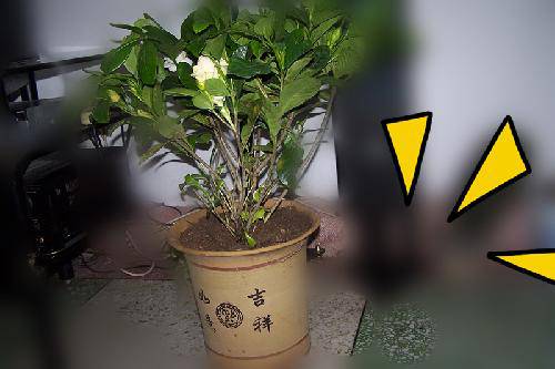 花房里的小春天作文