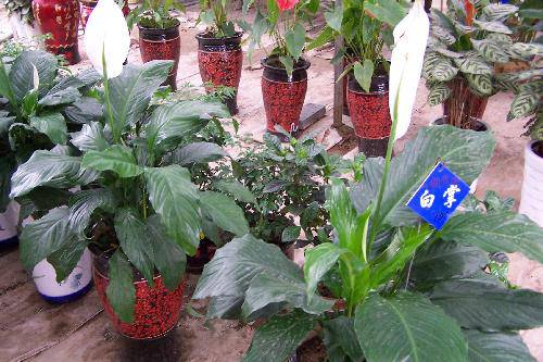 花房里的小春天作文