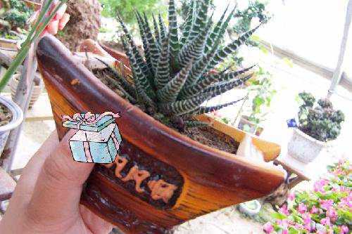 花房里的小春天作文