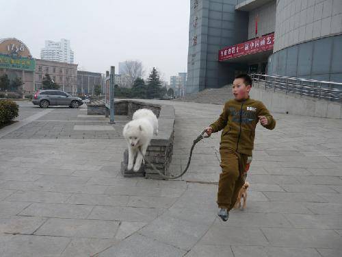 I  like  My  Dog ͼ   