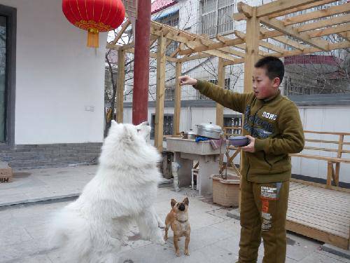 I  like  My  Dog ͼ   