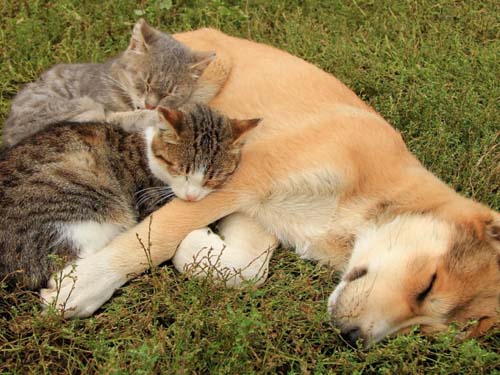 100个羊年男宝宝起名常用字解析