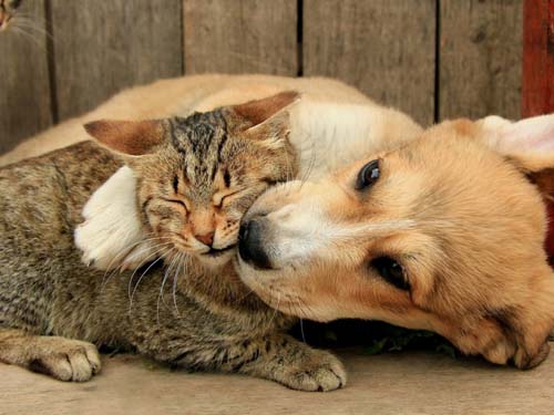 100个羊年男宝宝起名常用字解析