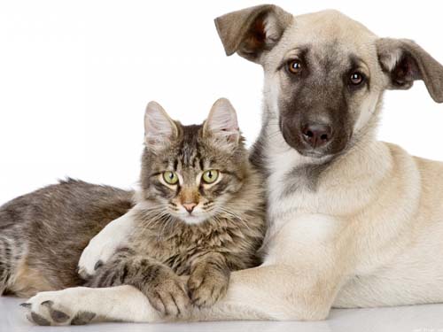 100个羊年男宝宝起名常用字解析