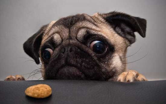 2017最新的宠物狗狗名字