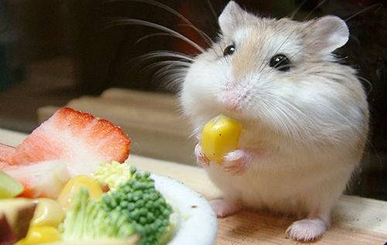 2017最新的宠物狗狗名字