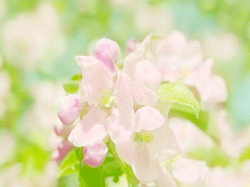 кõĴֵ