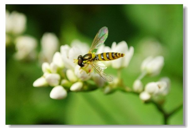 孩子笔下的濮阳龙乡 作文